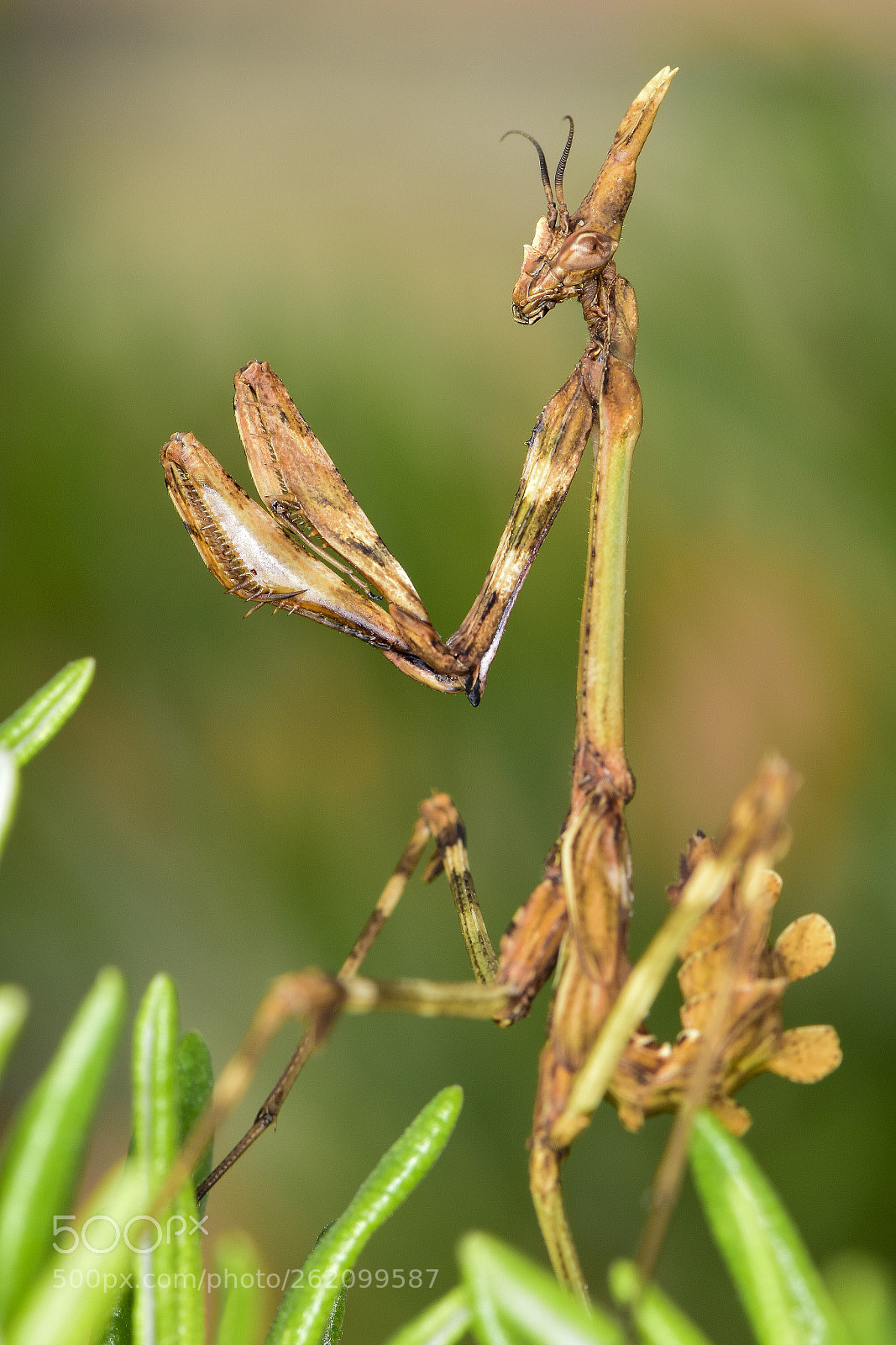 Nikon D5500 sample photo. Empusa pennata hembra photography