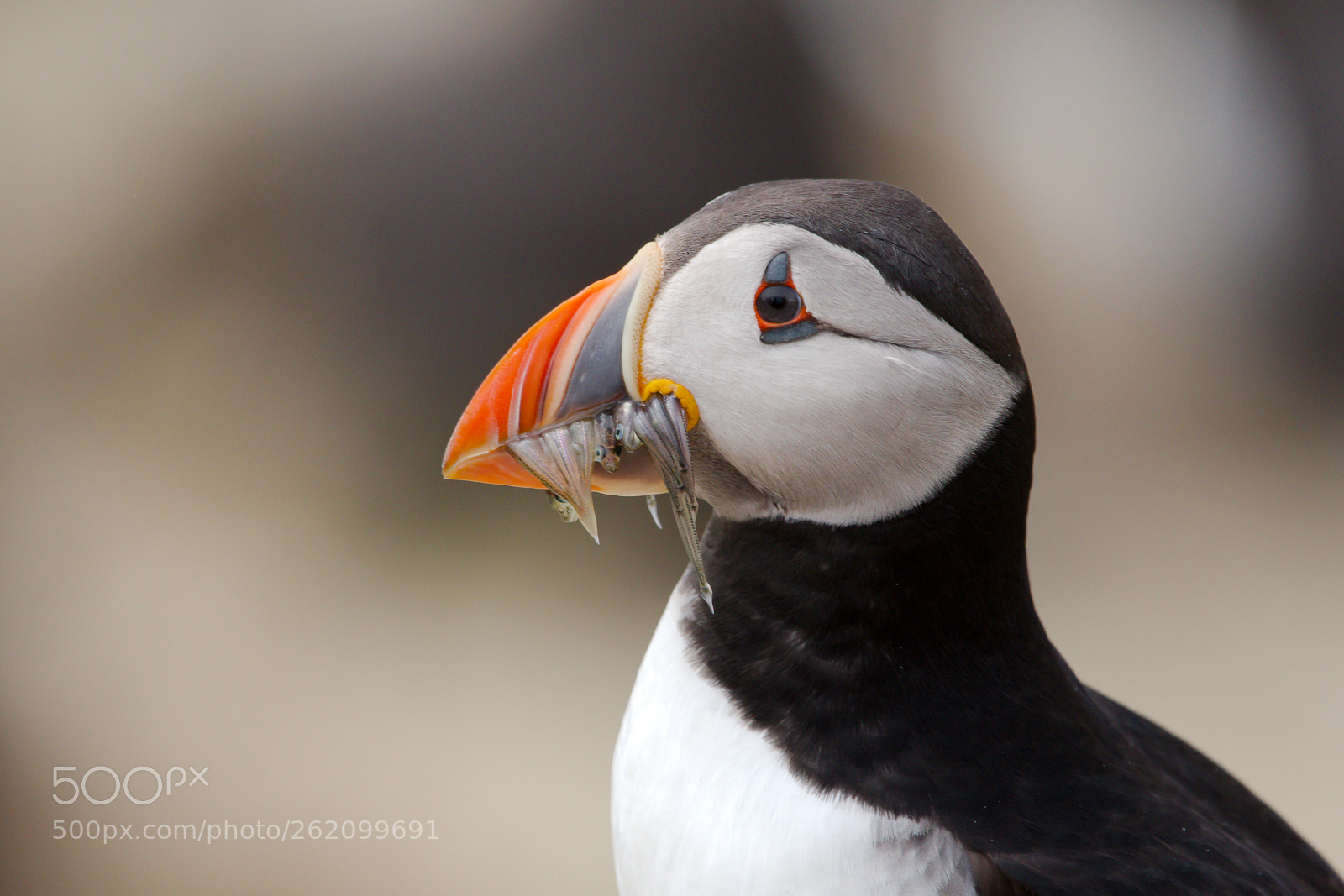 Nikon D7500 sample photo. Puffin 3 photography