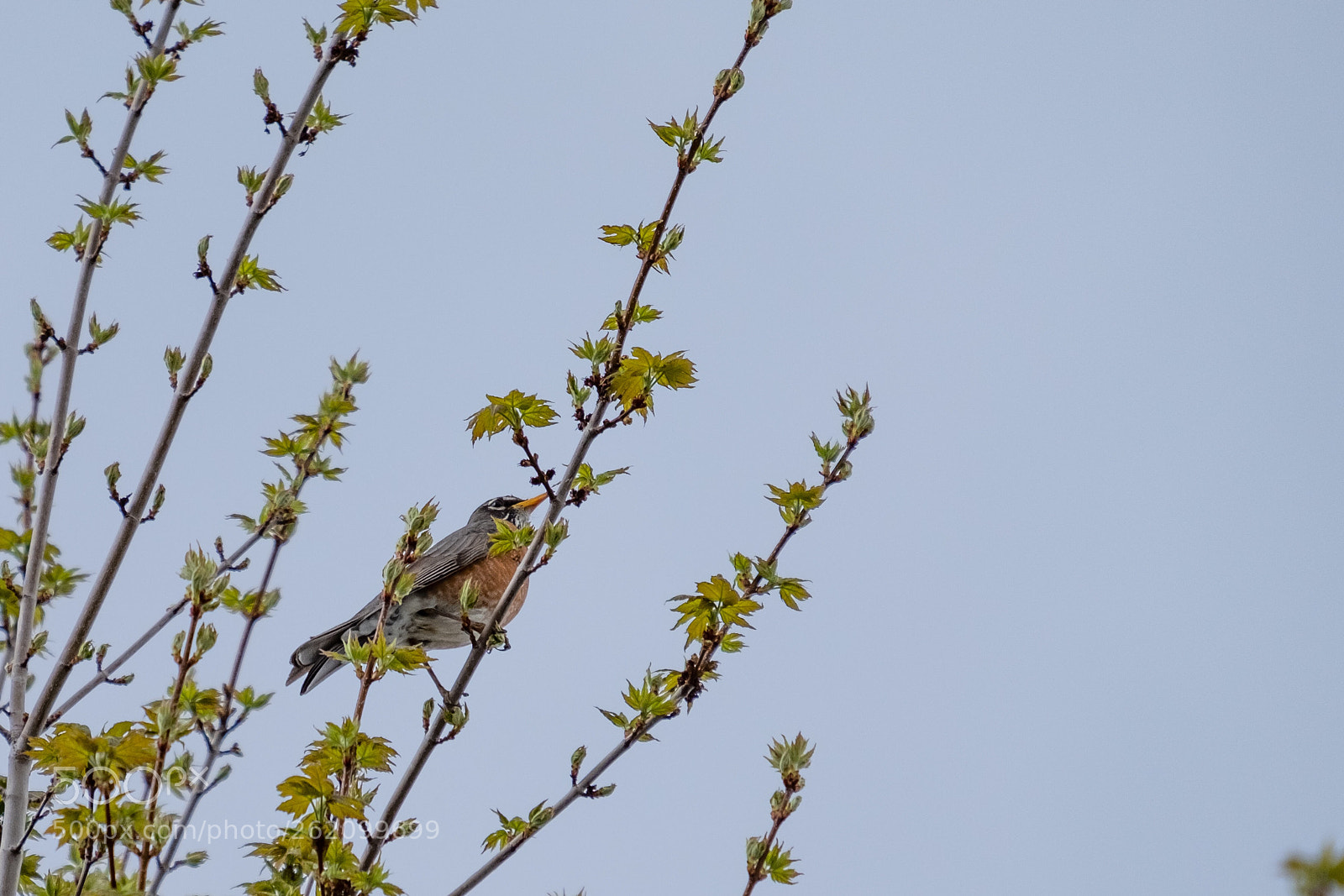 Fujifilm X-H1 sample photo. Bird photography