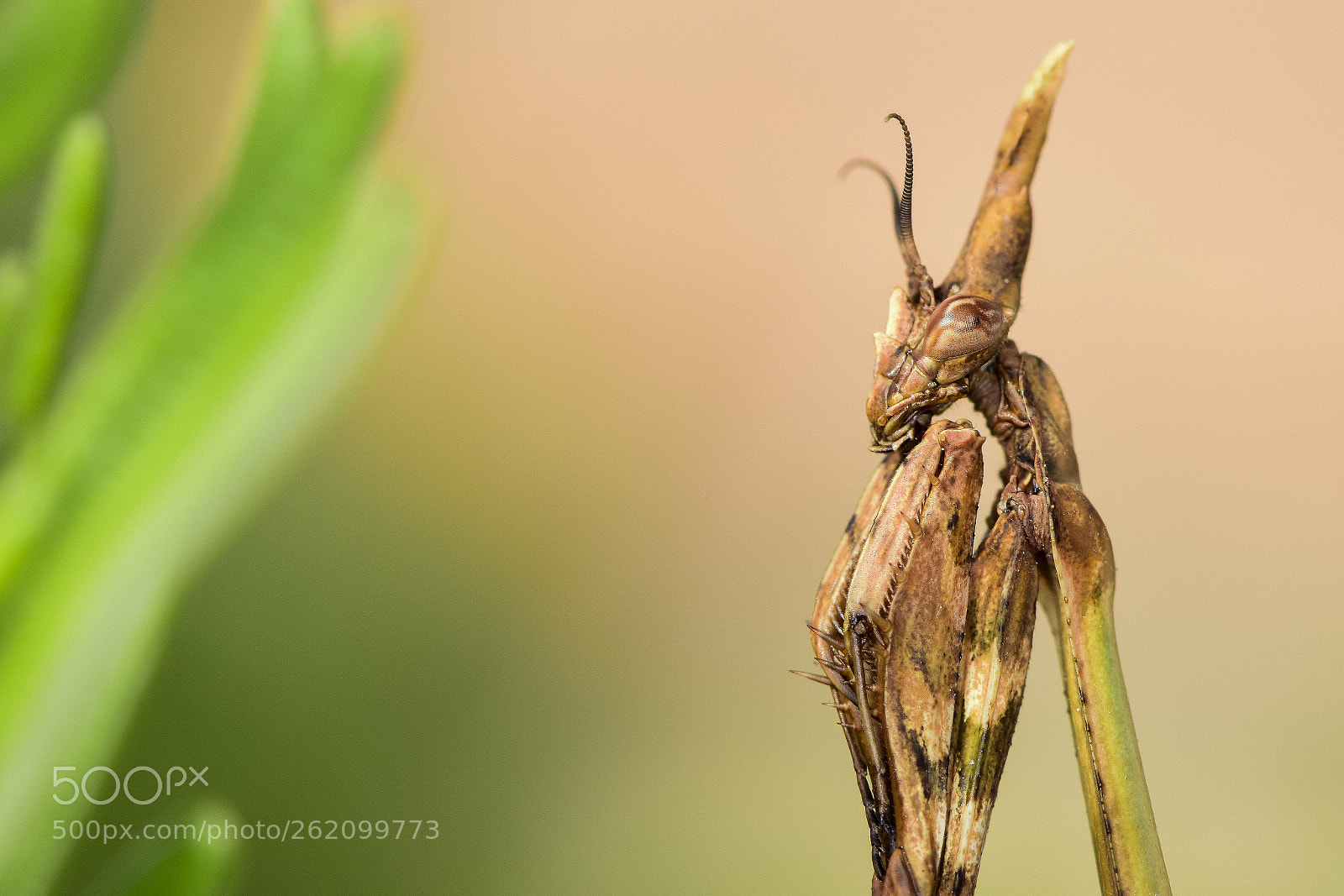 Nikon D5500 sample photo. Empusa pennata hembra photography