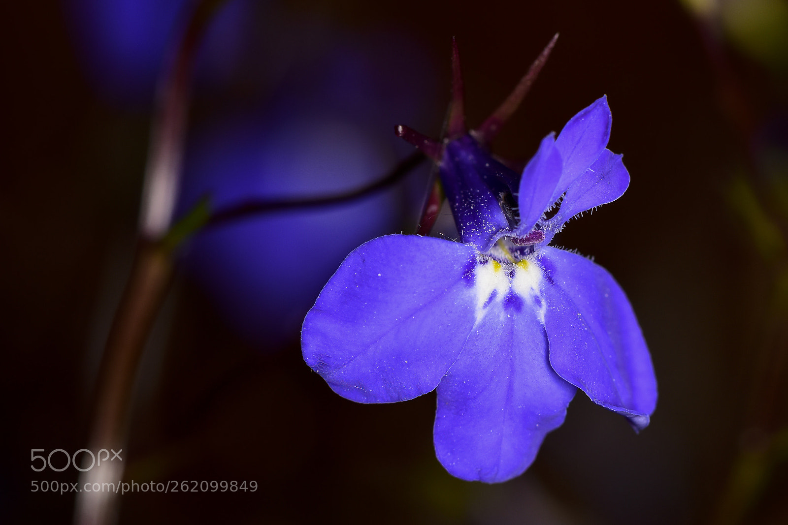 Nikon D5500 sample photo. Lobelia erinus photography