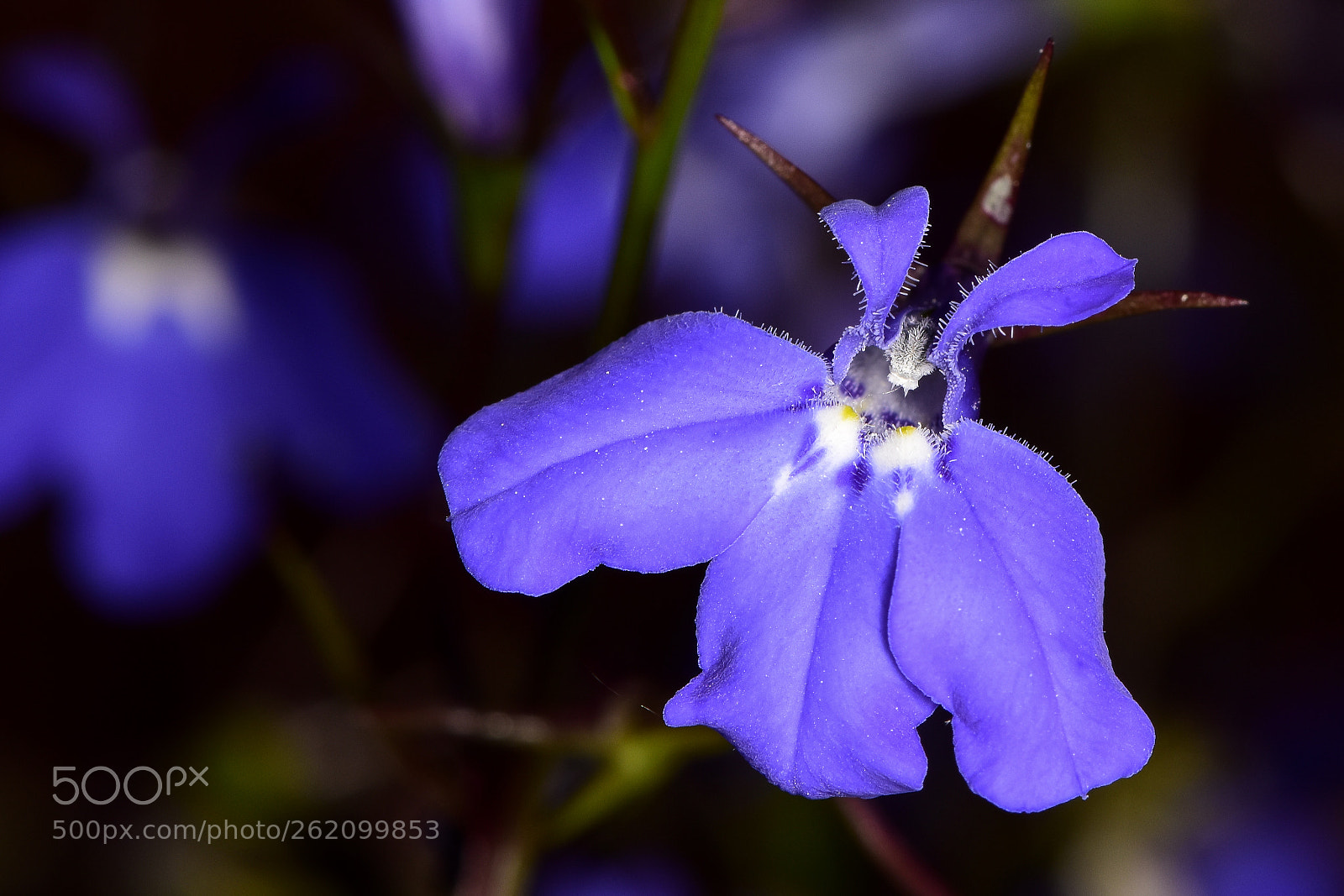 Nikon D5500 sample photo. Lobelia erinus photography