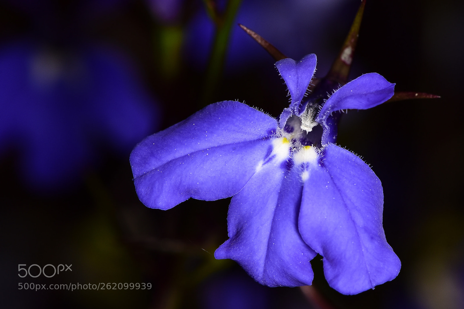 Nikon D5500 sample photo. Lobelia erinus photography