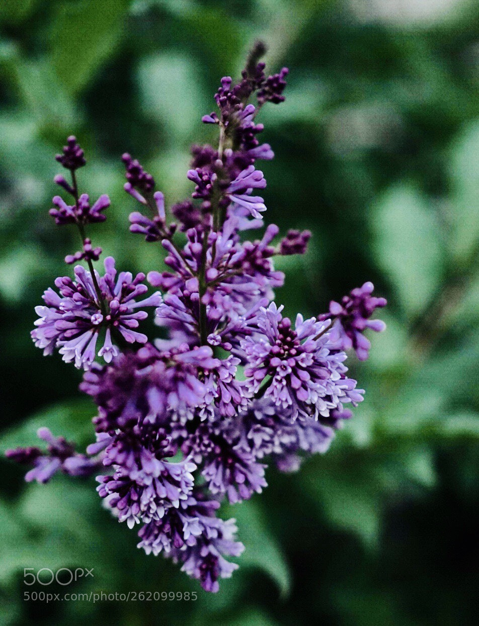 Sony a7 II sample photo. Summer fun photography