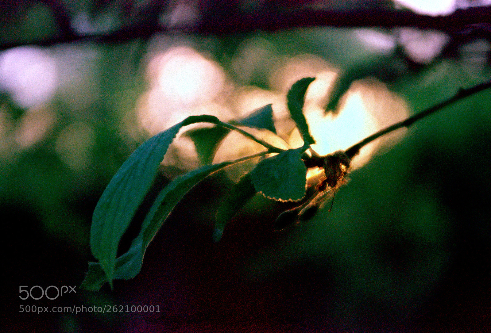 Pentax MZ-S sample photo. Expired film sunset bokeh photography