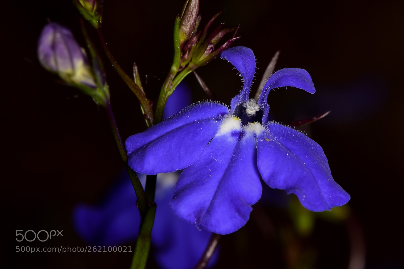 Nikon D5500 sample photo. Lobelia erinus photography