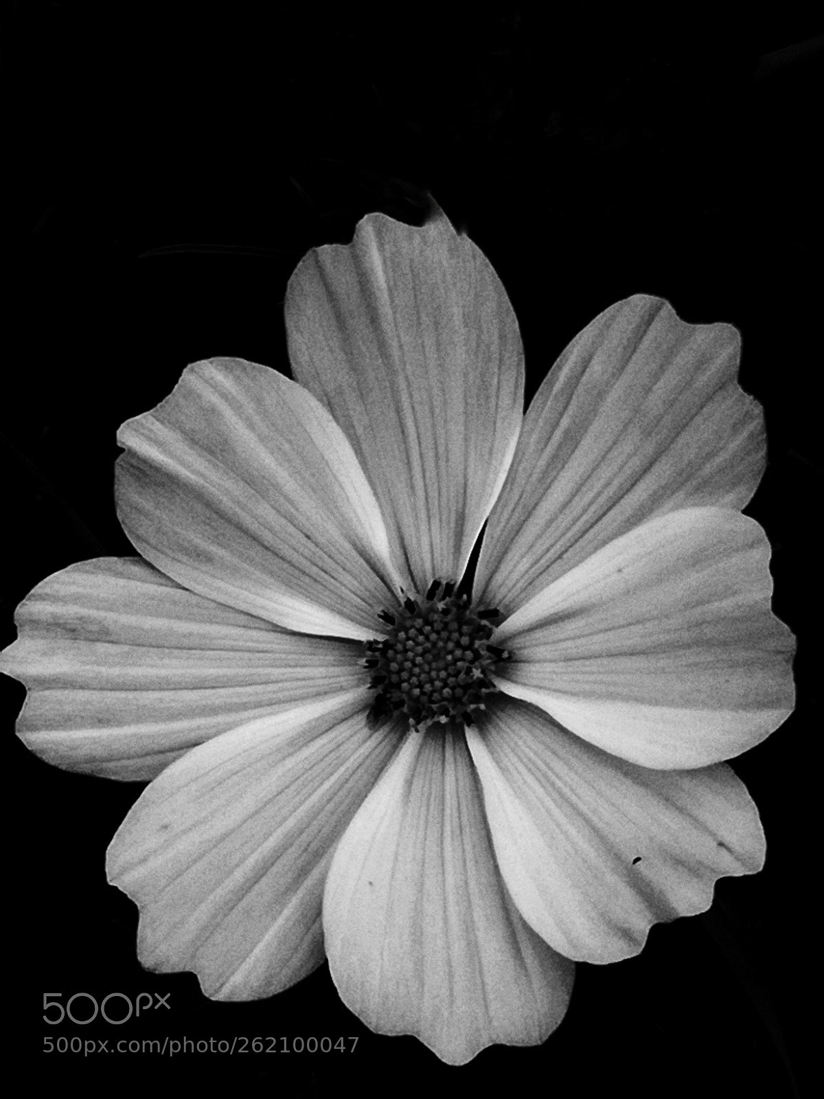 HUAWEI P9 LITE sample photo. Flower photography