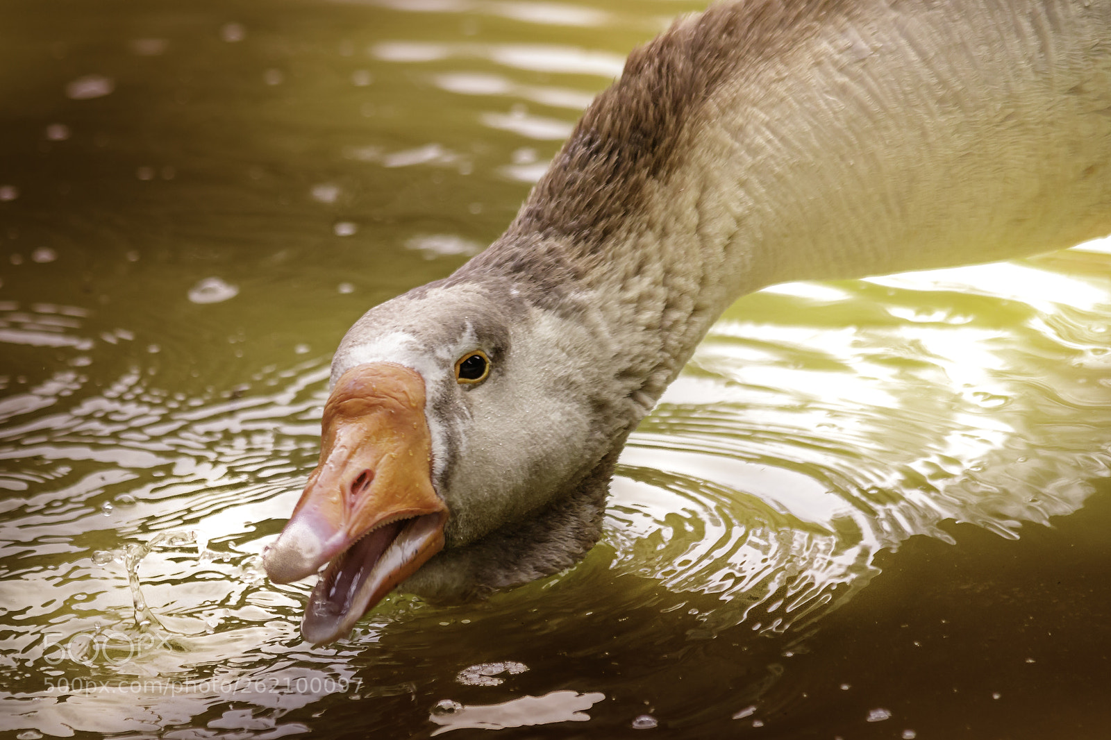 Canon EOS 7D Mark II sample photo. Sed photography