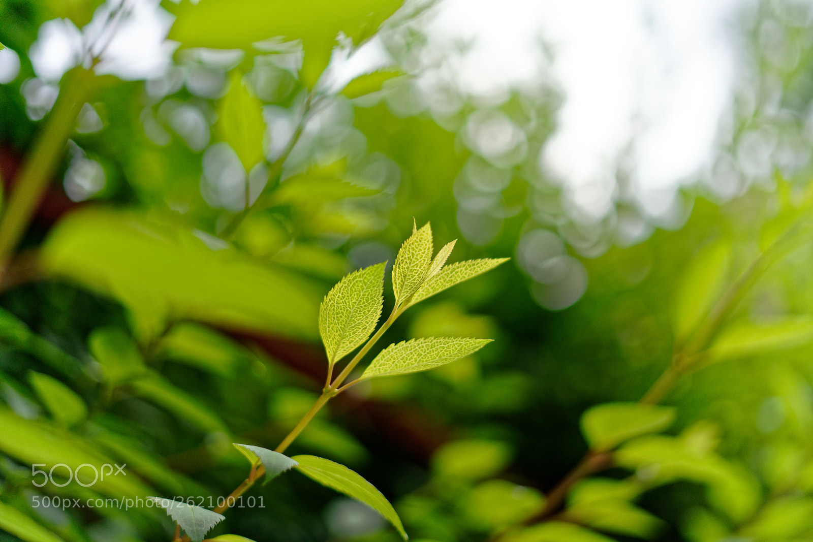 Sony a7R III sample photo. Under the weather photography