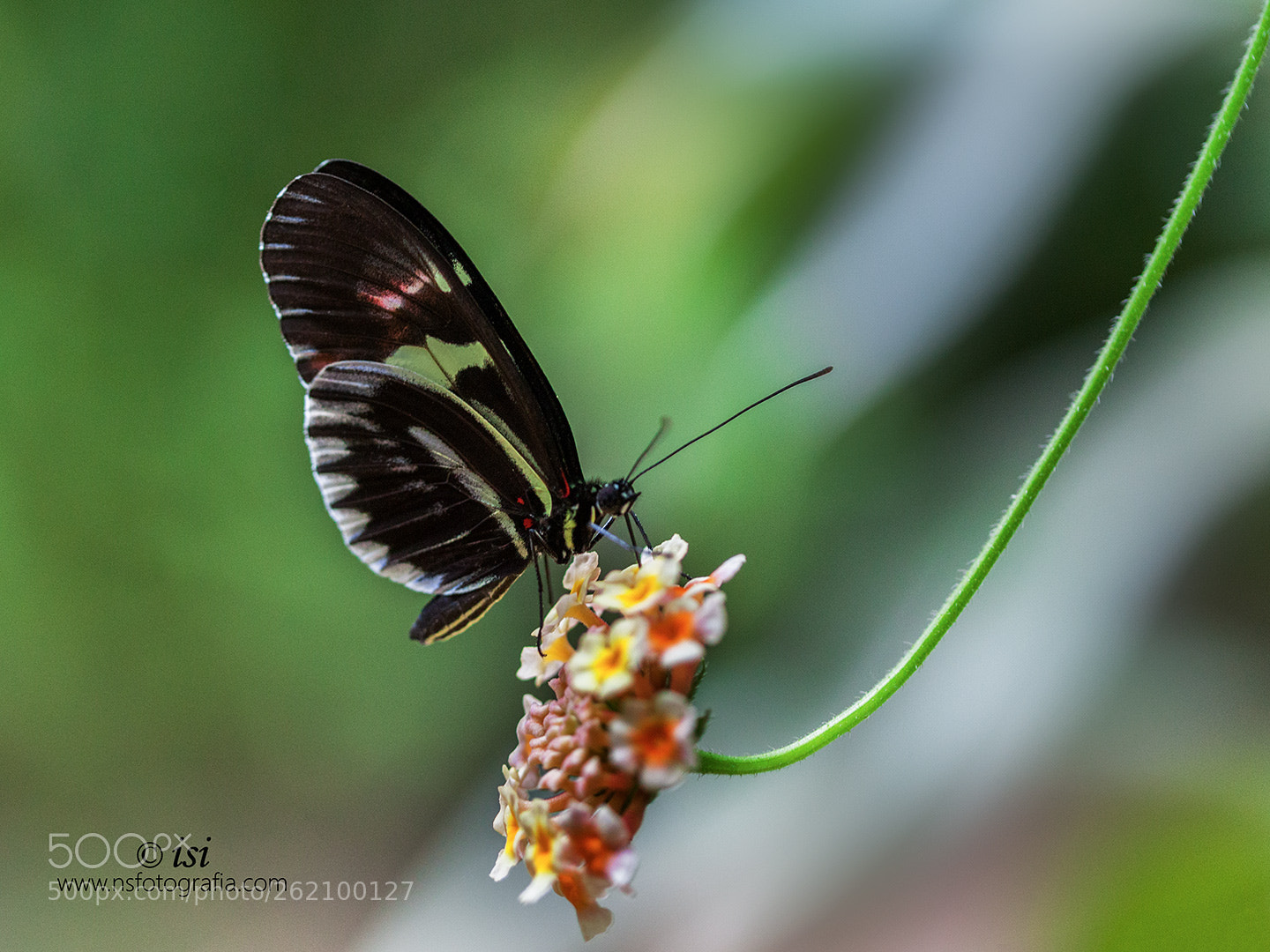 Canon EOS 5D Mark II sample photo. Mariposa tropical photography