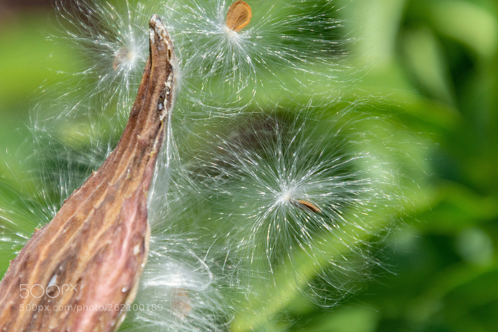 Nikon D7100 sample photo. Milkweed seed release photography