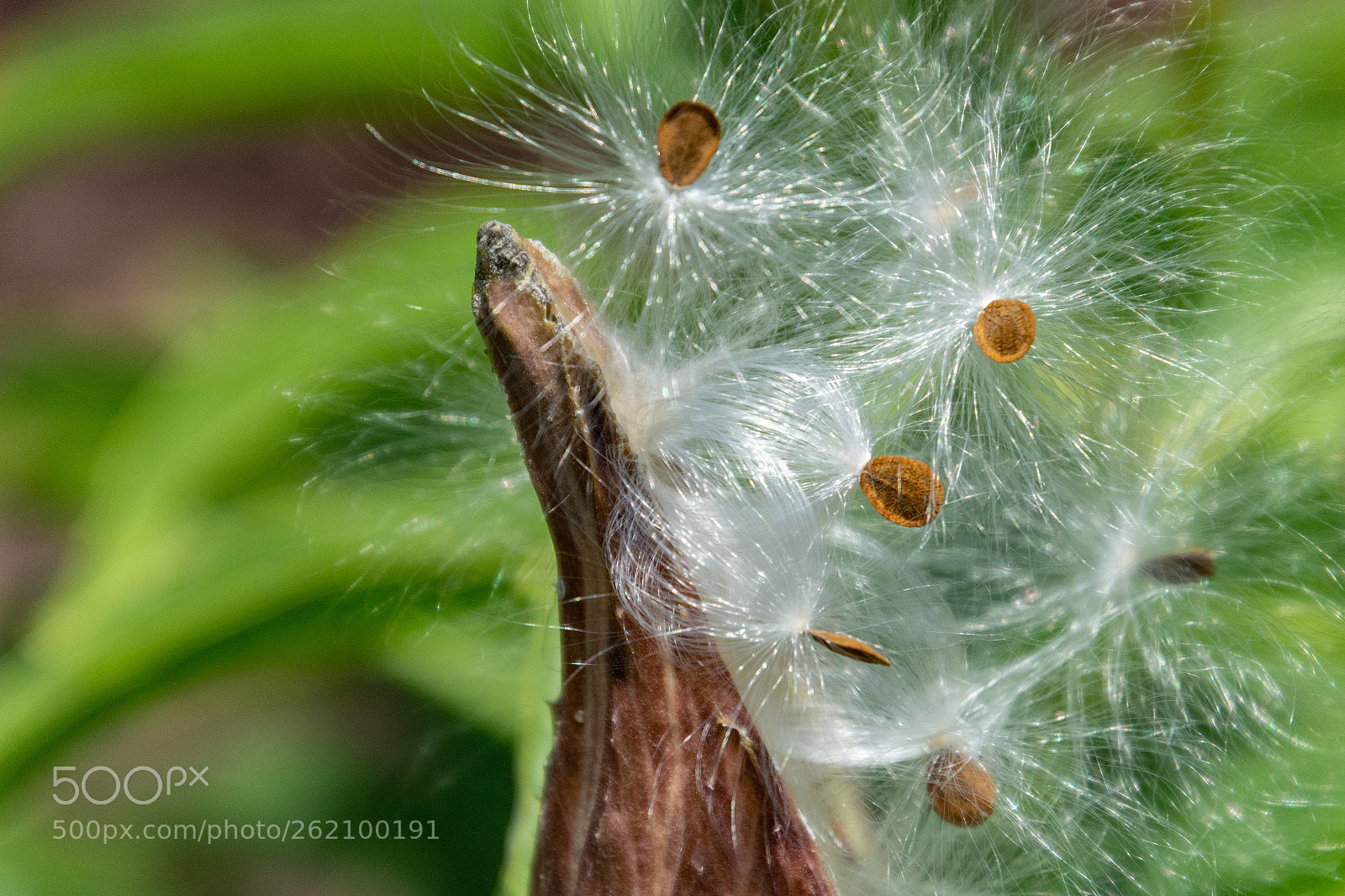 Nikon D7100 sample photo. Milkweed seed release photography