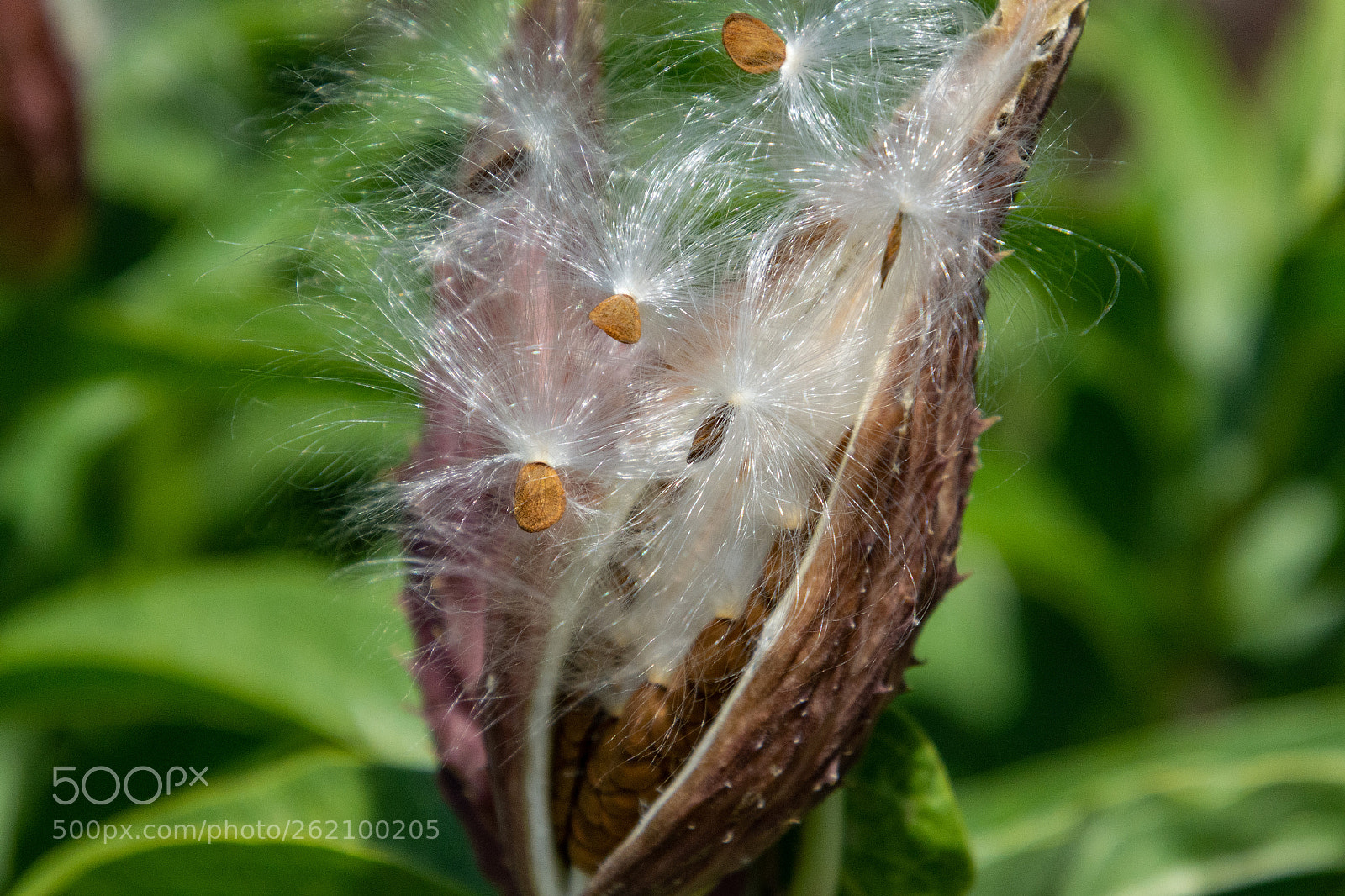 Nikon D7100 sample photo. Milkweed seed release photography