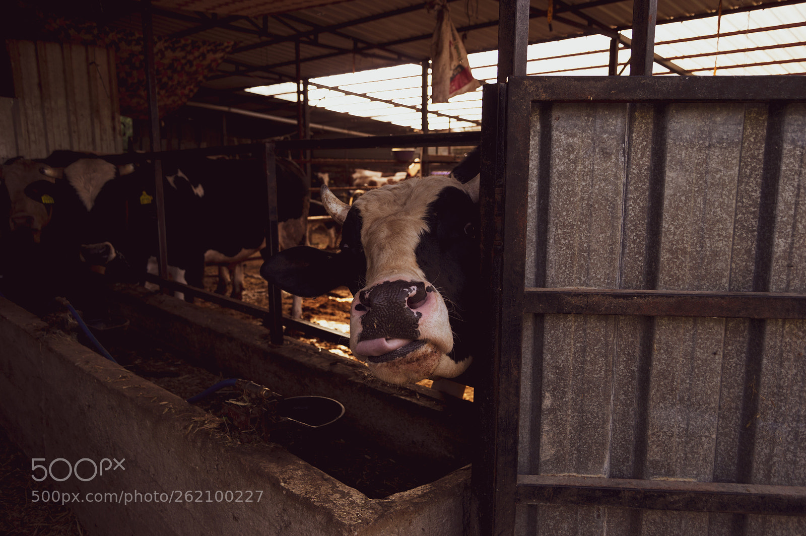 Nikon D3200 sample photo. Moo photography