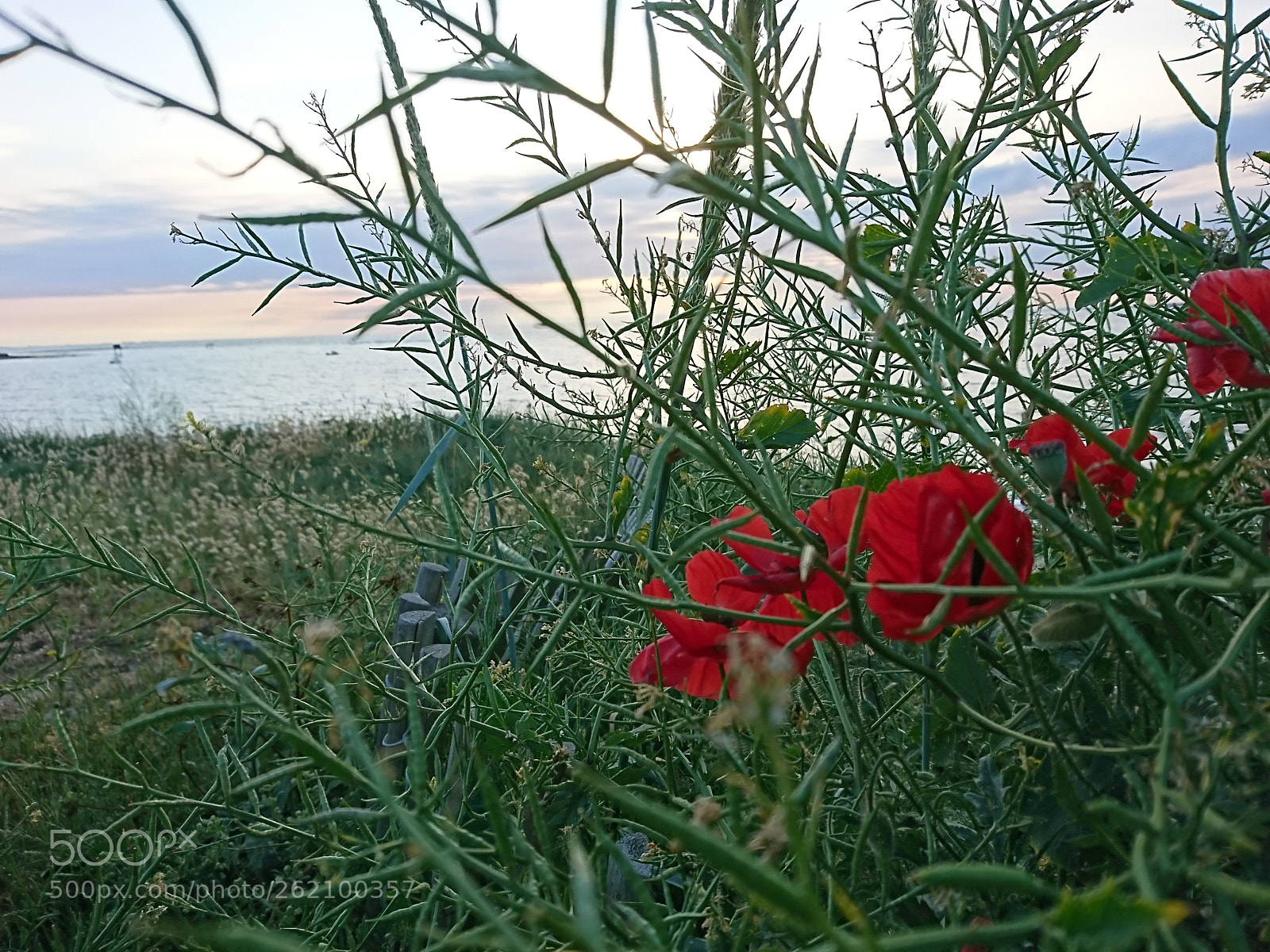 Sony Xperia XZ sample photo. Coquelicots photography