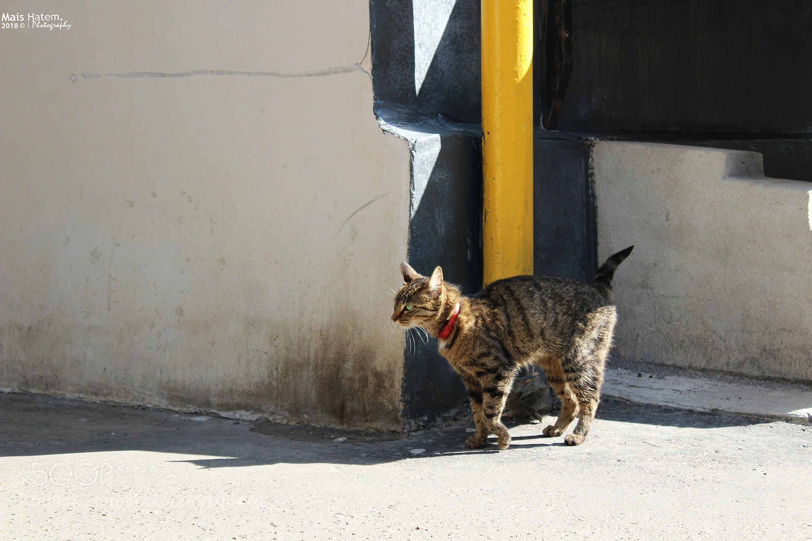 Canon EOS 1200D (EOS Rebel T5 / EOS Kiss X70 / EOS Hi) sample photo. Morning attitude i photography