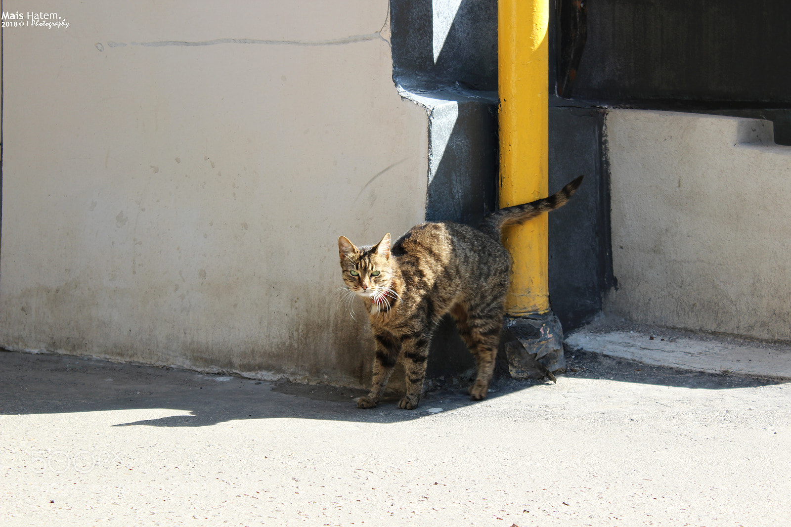 Canon EOS 1200D (EOS Rebel T5 / EOS Kiss X70 / EOS Hi) sample photo. Morning attitude ii photography