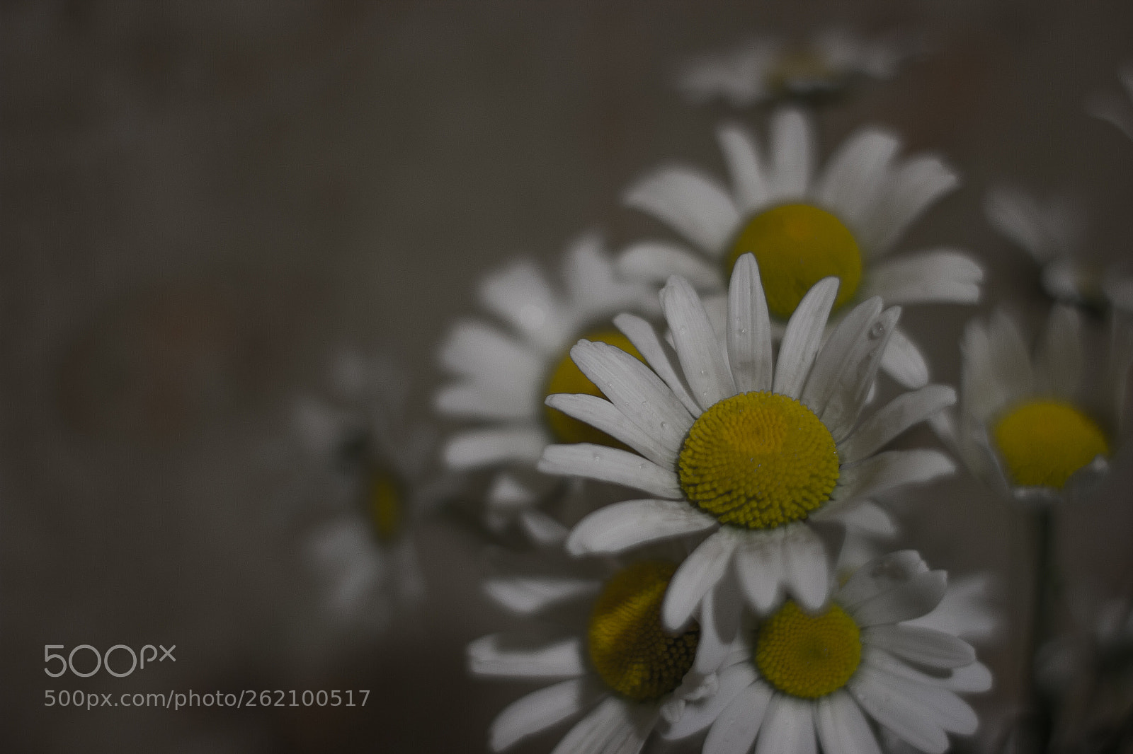 Canon EOS 550D (EOS Rebel T2i / EOS Kiss X4) sample photo. Chamomiles photography