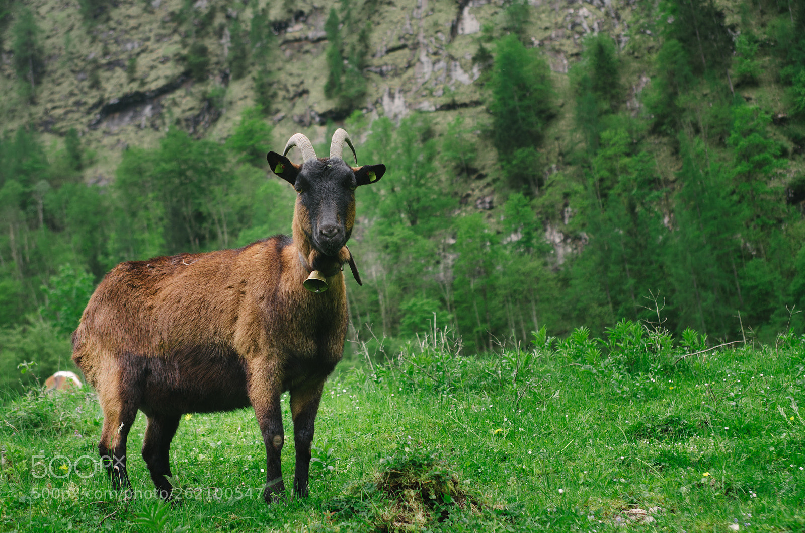 Nikon D5100 sample photo. The goat photography