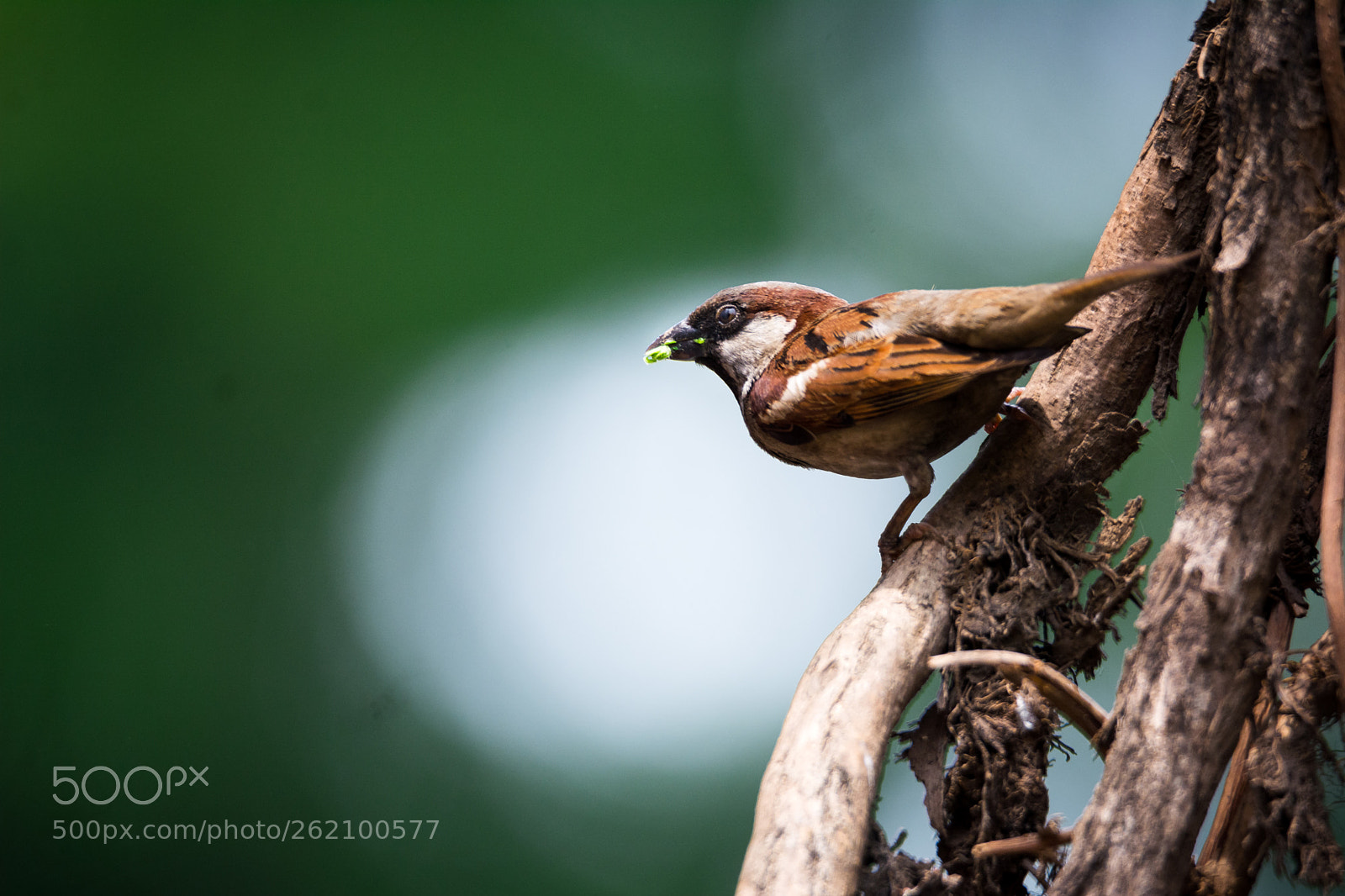 Nikon D5200 sample photo. Sparrow photography