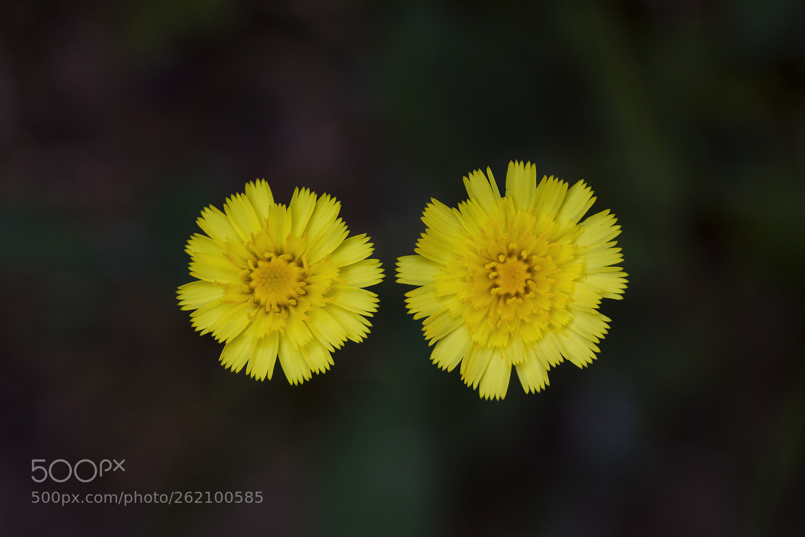 Canon EOS 60D sample photo. Kleines habichtskraut (hieracium pilosella) photography