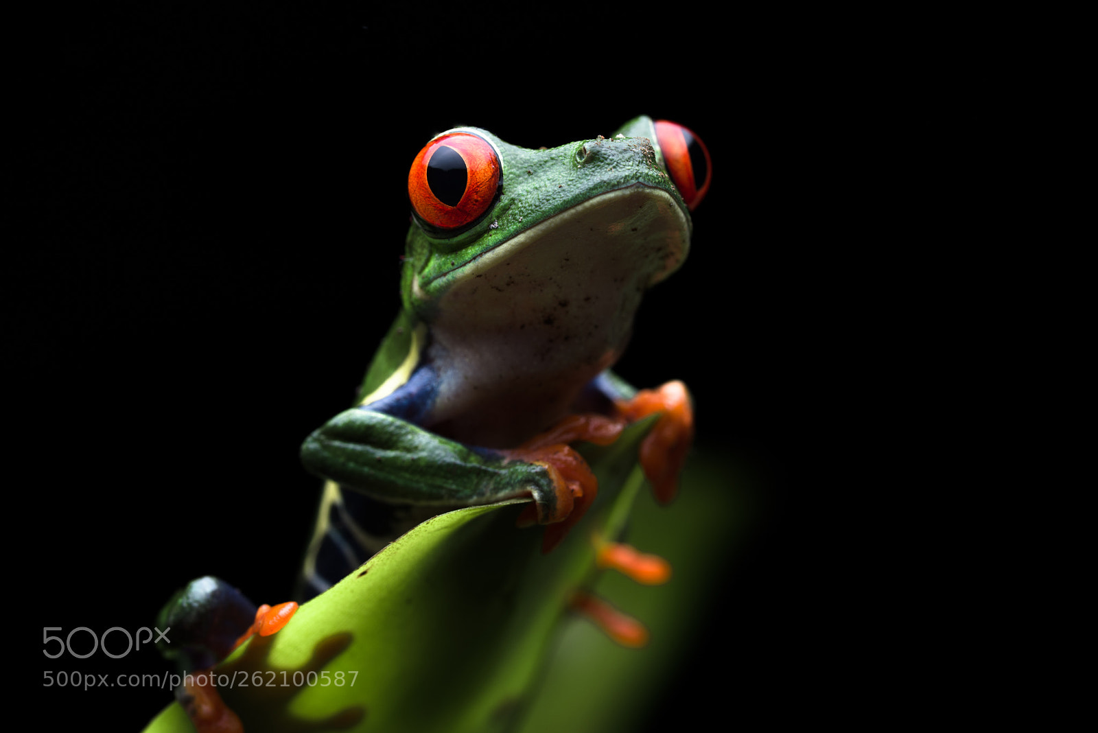 Nikon D610 sample photo. Red eyed tree frog photography