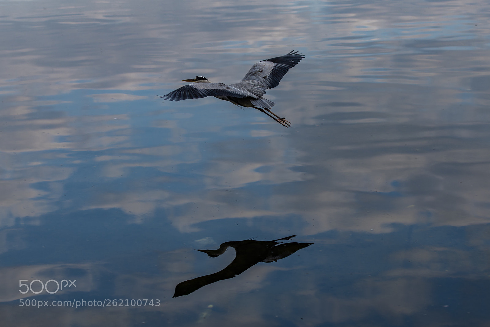 Nikon D850 sample photo. Grey heron photography