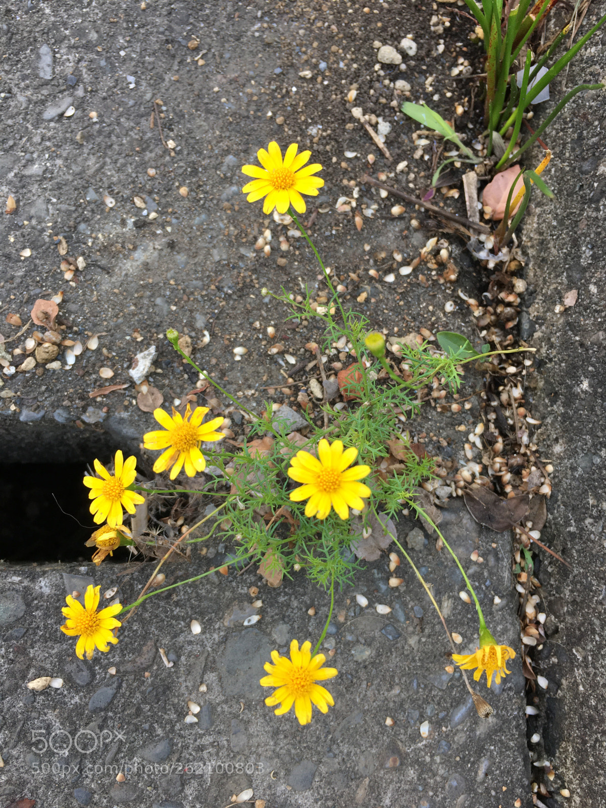Apple iPhone 6s sample photo. Live photography