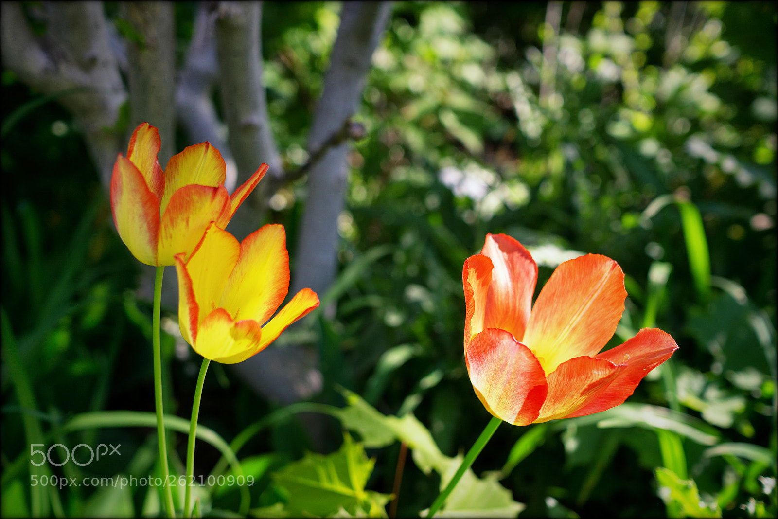 Sony a6000 sample photo. Flowery (2) photography