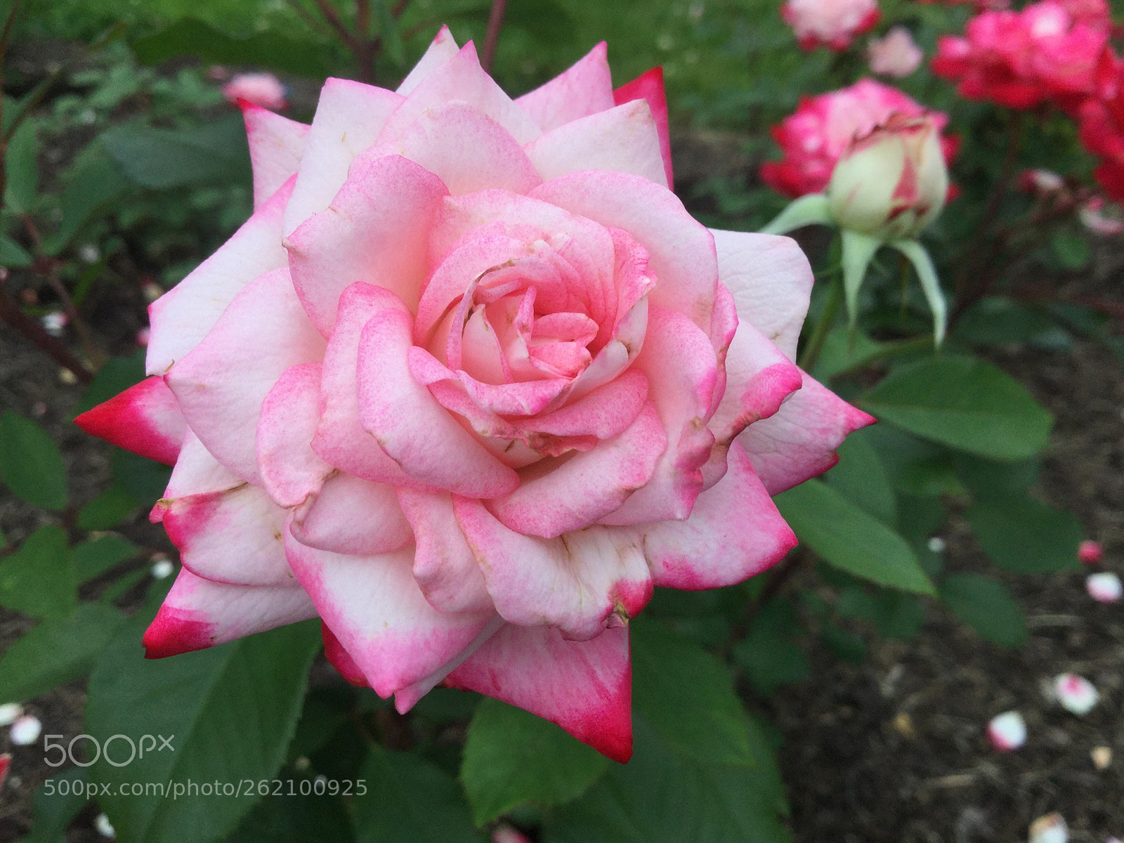 Apple iPad Air 2 sample photo. Untitled photography