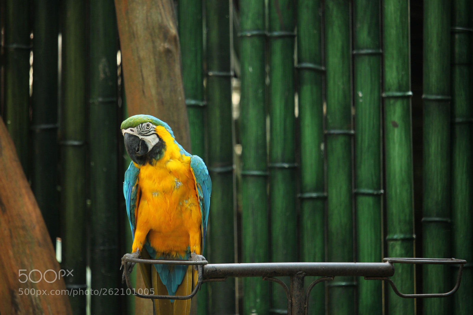 Canon EOS 60D sample photo. Bird photography