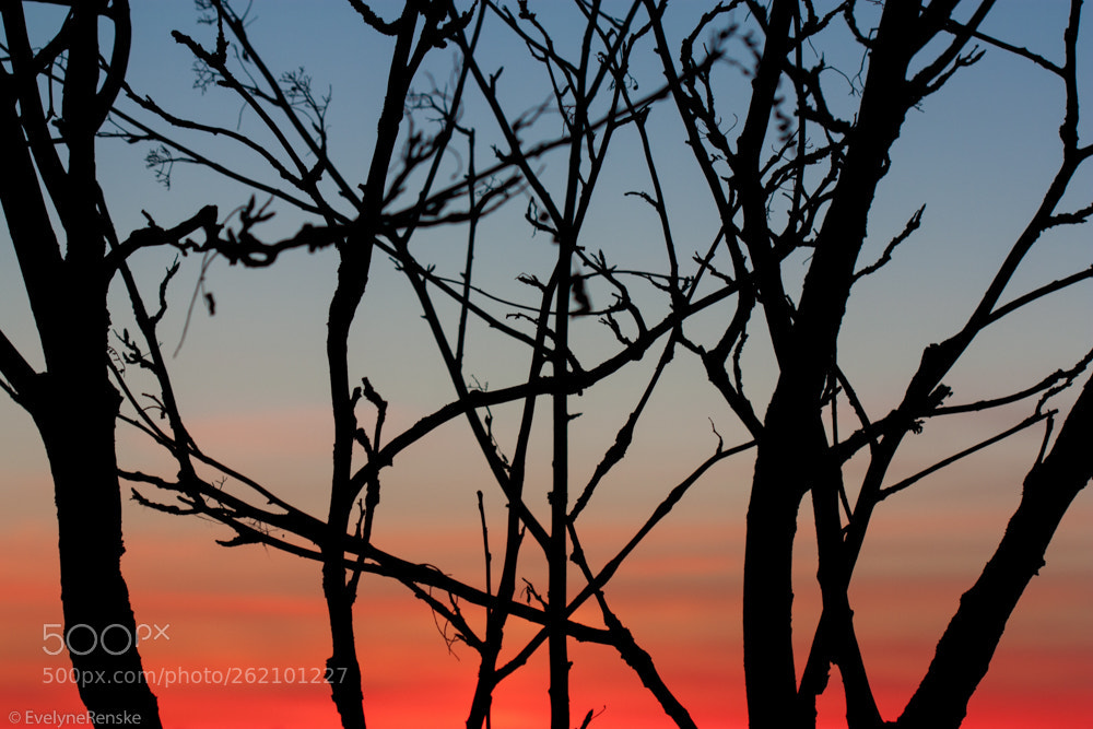 Canon EOS 450D (EOS Rebel XSi / EOS Kiss X2) sample photo. Tree sunset silhouettes photography