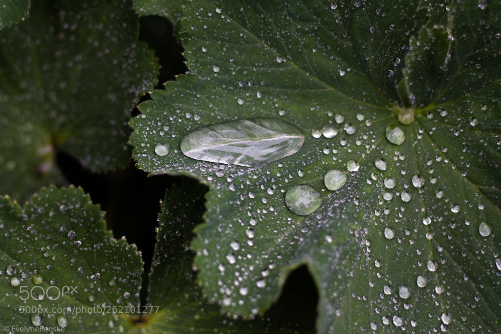 Canon EOS 450D (EOS Rebel XSi / EOS Kiss X2) sample photo. Leaves with drops of photography