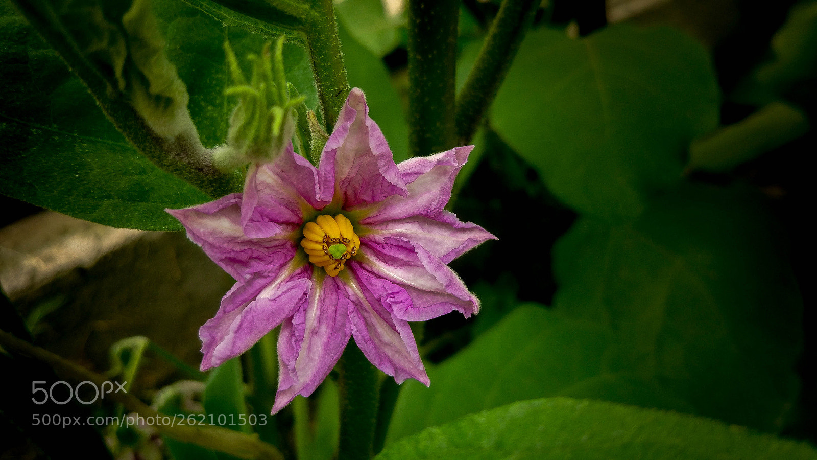 Xiaomi MI 5 sample photo. Eggplant flower photography