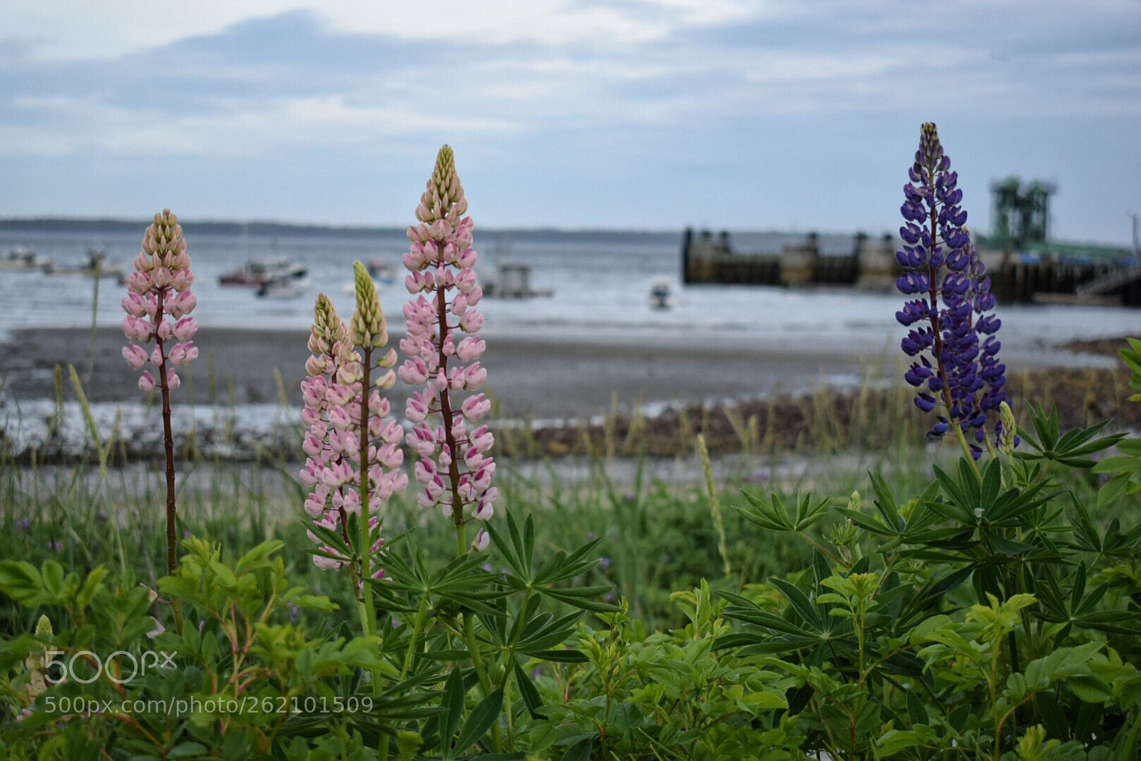 Nikon D5300 sample photo. Summer lupine photography
