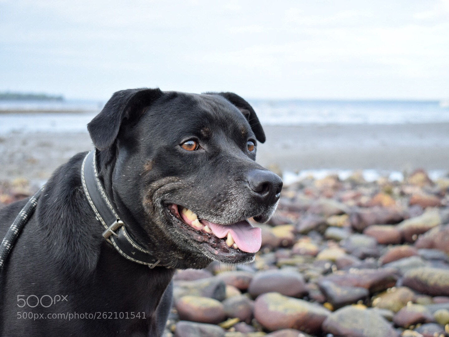Nikon D5300 sample photo. King of the beach! photography
