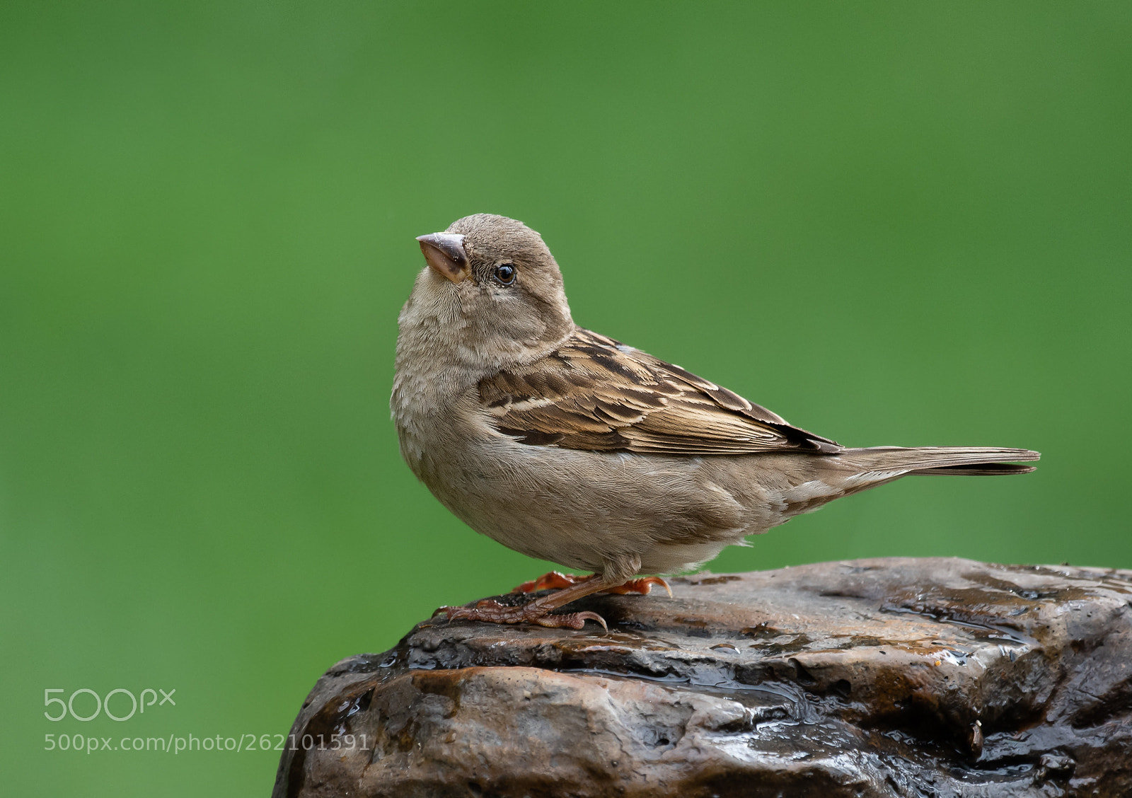 Nikon D500 sample photo. House sparrow photography