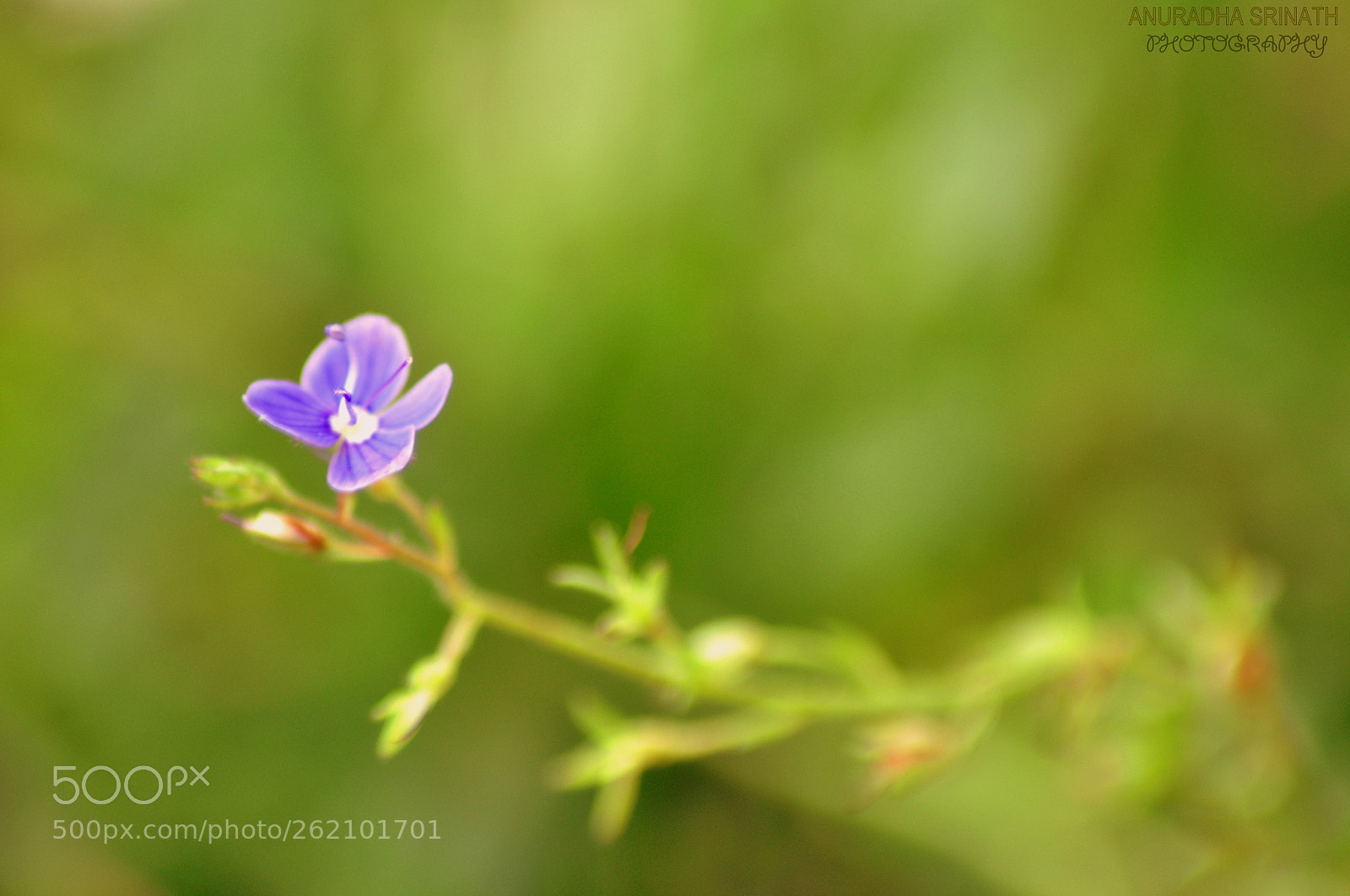 Nikon D90 sample photo. 2.jpg photography