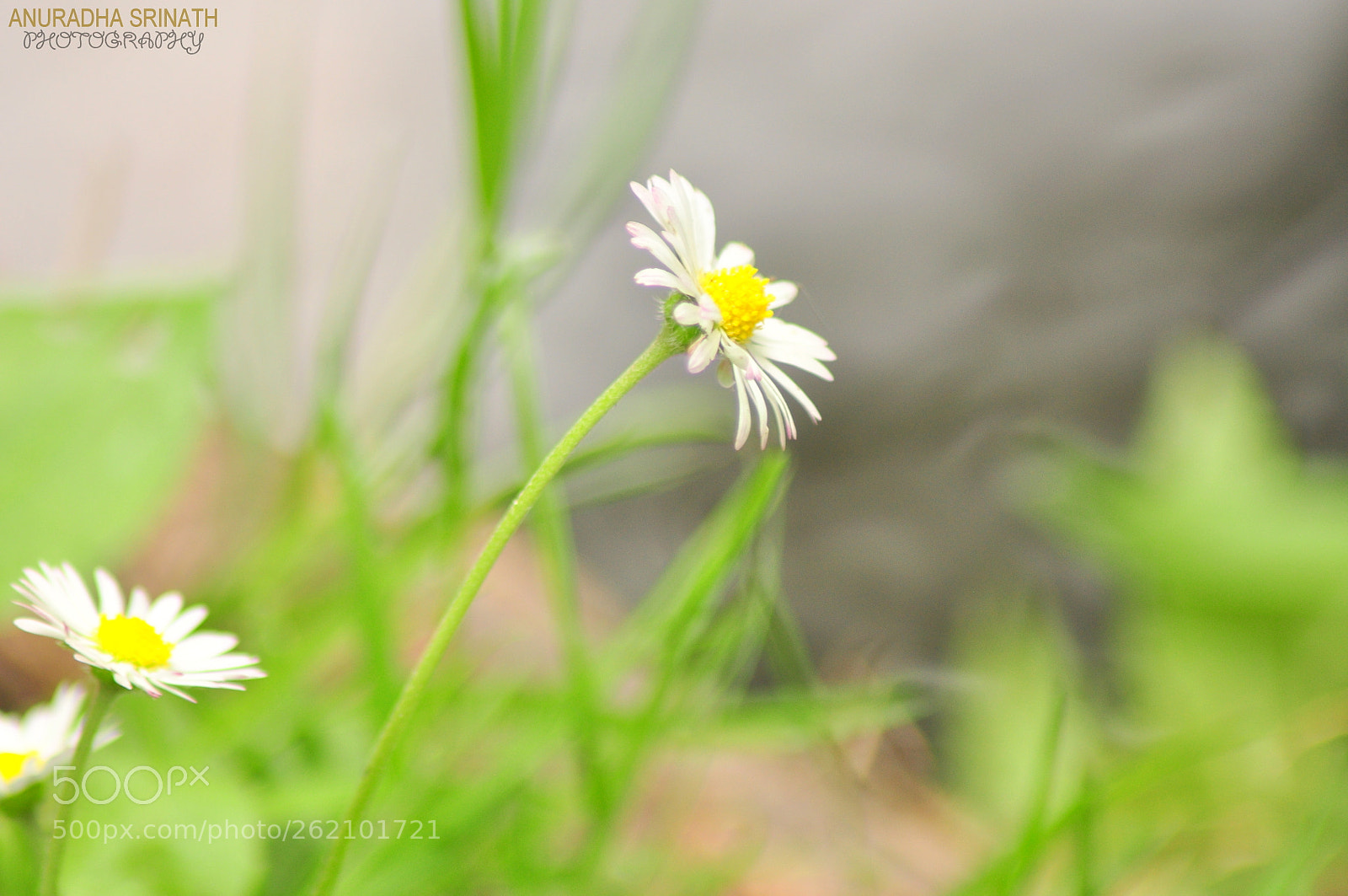 Nikon D90 sample photo. 4.jpg photography