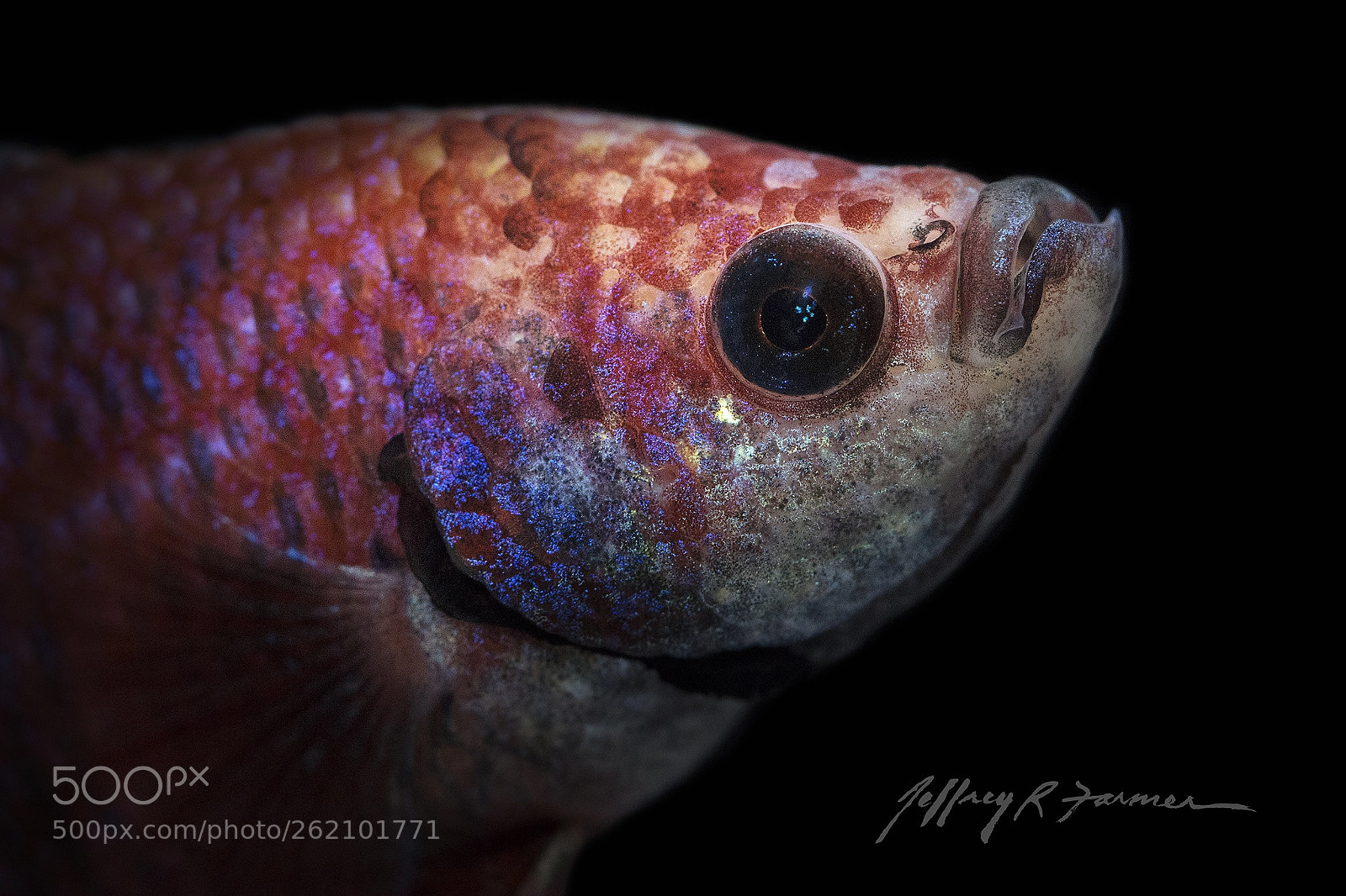 Canon EOS 70D sample photo. Betta portrait photography