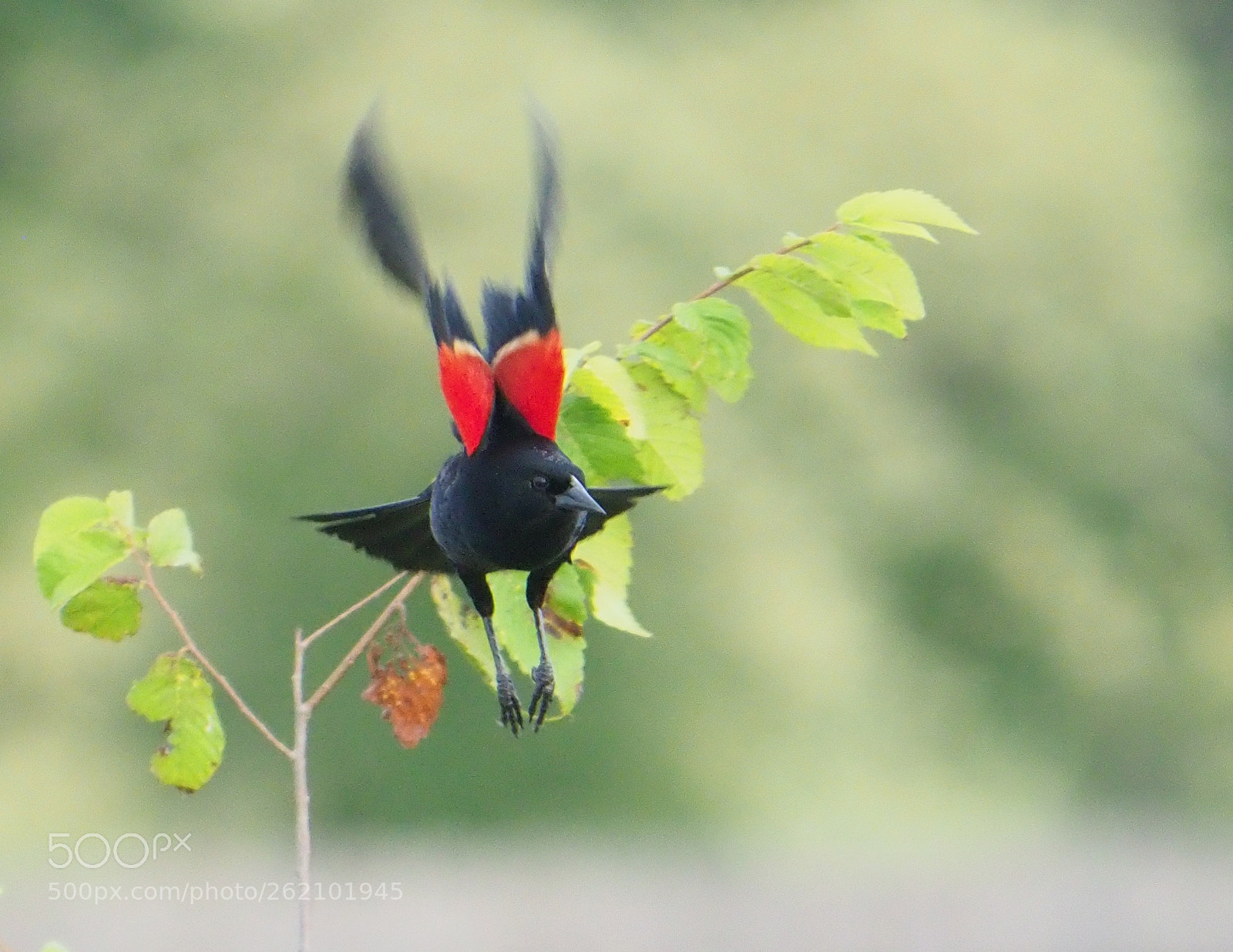 Olympus OM-D E-M1 Mark II sample photo. Red-winged blackbird photography
