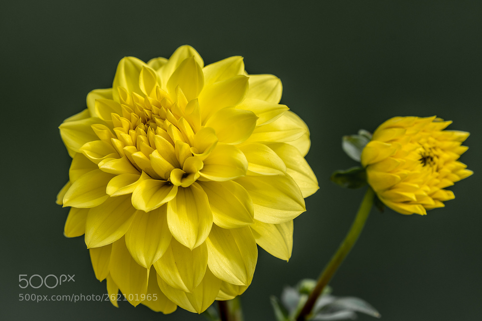 Nikon D500 sample photo. Yellow dahlia photography