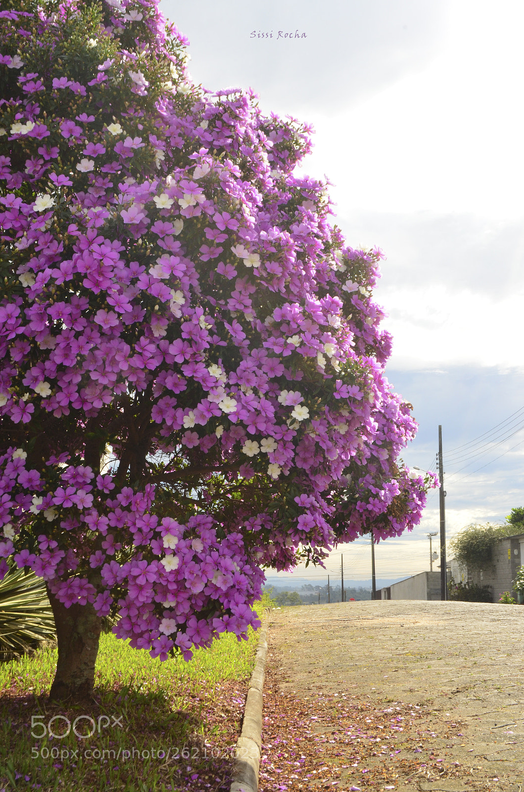 Nikon D5100 sample photo. Manacá-da-serra photography