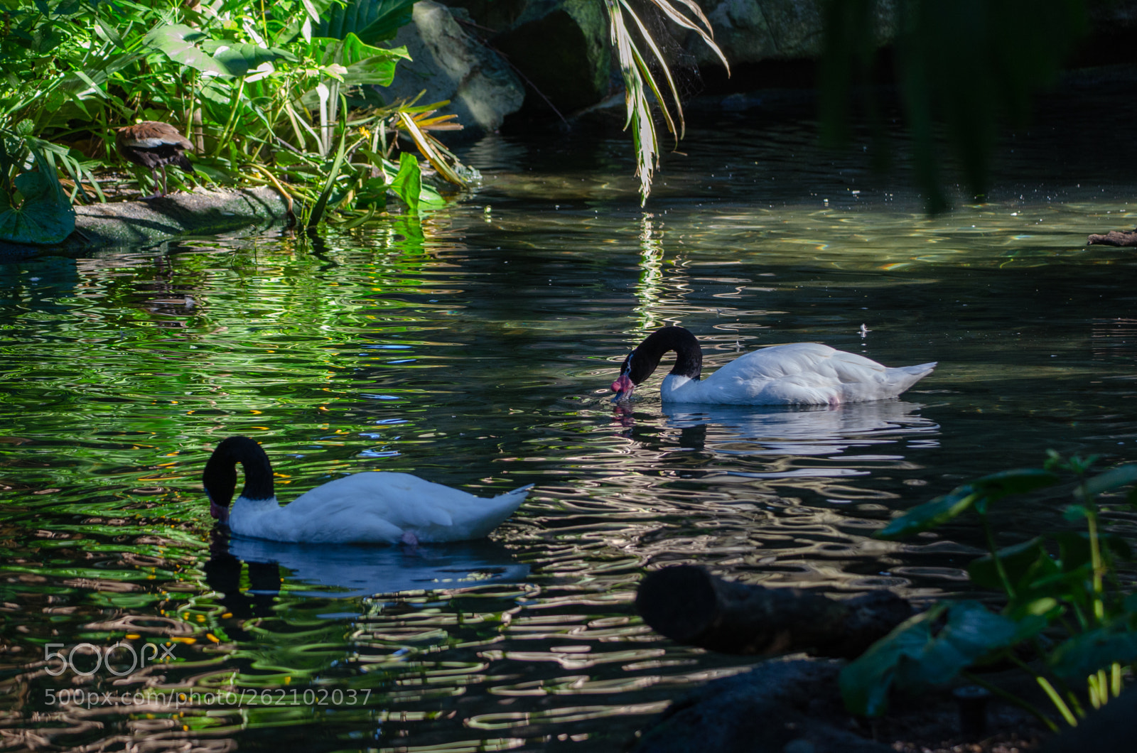 Nikon D5100 sample photo. Black-necked swan photography
