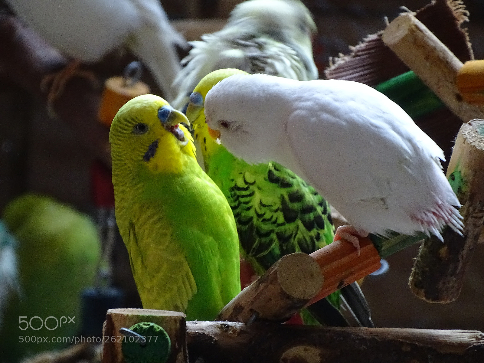 Sony Cyber-shot DSC-HX400V sample photo. Dsc photography