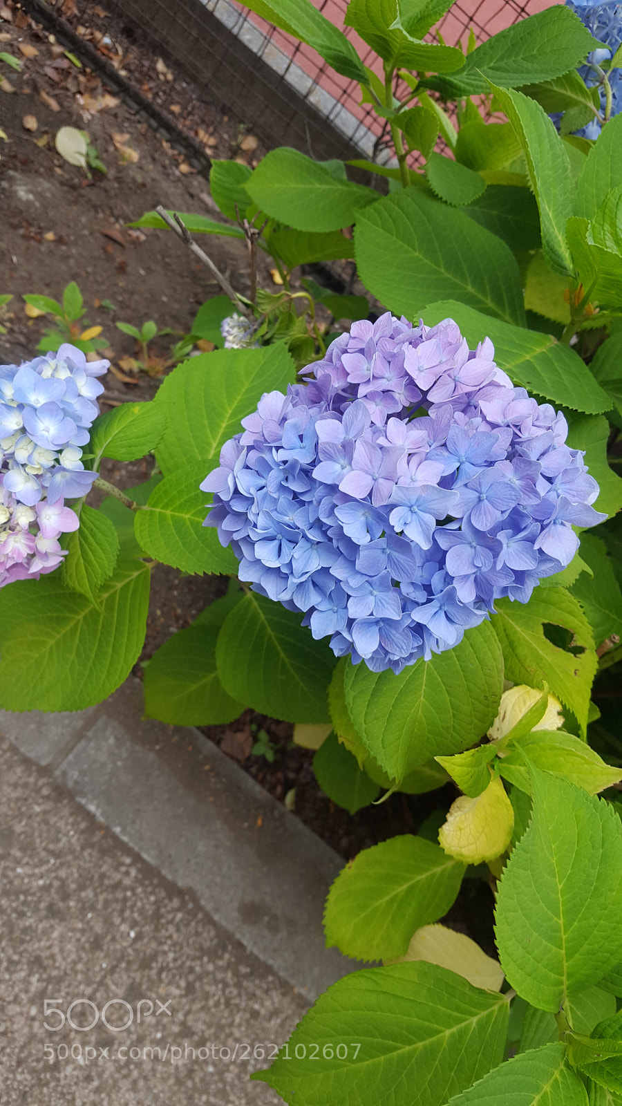 Samsung GALAXY S6 edge sample photo. Untitled photography