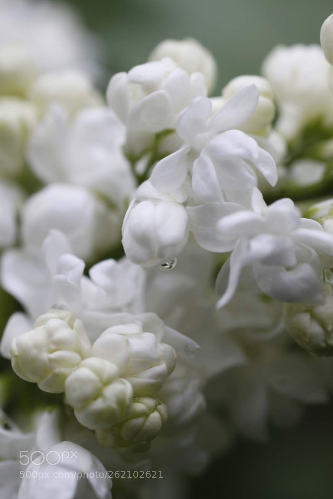 Canon EOS 500D (EOS Rebel T1i / EOS Kiss X3) sample photo. White lilac photography