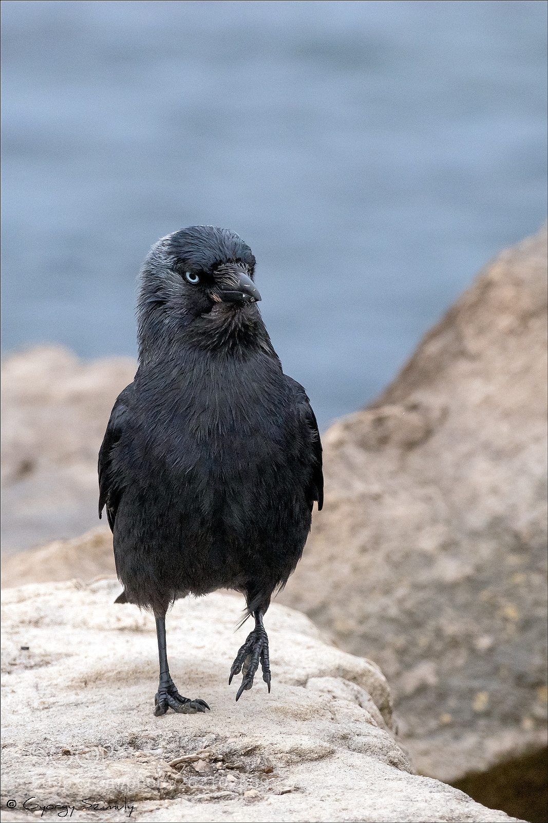 Sony Cyber-shot DSC-RX10 IV sample photo. Western jackdaw coloeus monedula photography