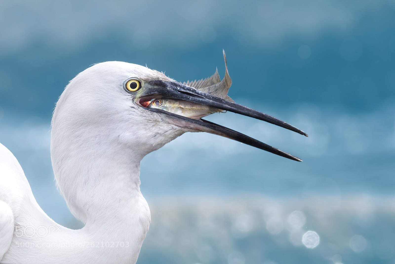 Canon EOS 7D Mark II sample photo. Prey vs. preditor photography