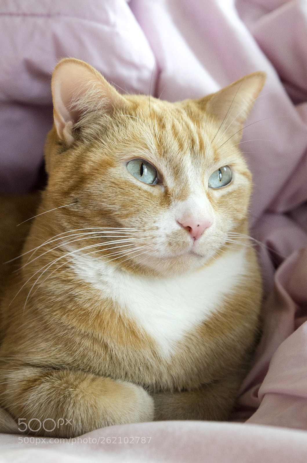 Nikon D7000 sample photo. Marley <3 photography